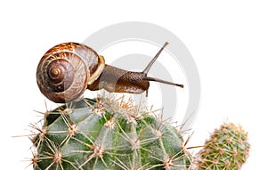Snail on cactus