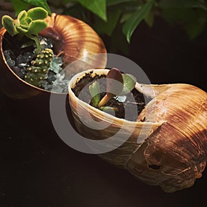 Snail cactus