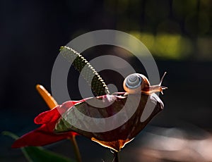 Snail can be seen on a petal of a colourful flamingo glower photo