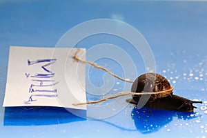 Snail carries a letter