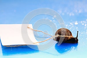 Snail carries a letter