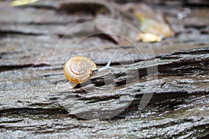 Snail Catch the stump,snail,beautif ul snail,snail on the wood