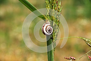 The snail in Caucasian Mountains, Azerbaijan