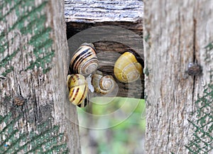 Snail Cepaea nemoralis