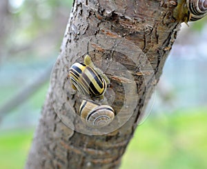 Snail Cepaea nemoralis