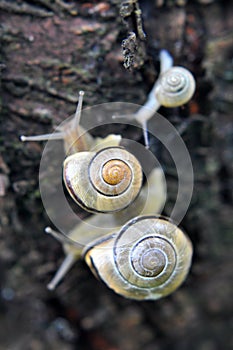Snail Cepaea nemoralis