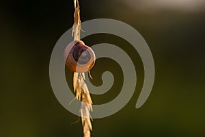 Snail (Cepaea) shell on a stem