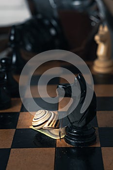 Snail and Chess, Snail art photography