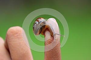 Snail in child hand, nature lover