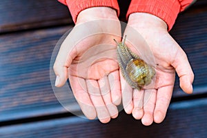 Snail on child hand on the terrace background