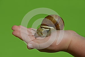 a snail on a child's hand. a gastropod with a shell. snail cosmetics, mucin, slug. background for the design.