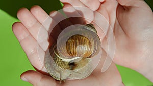 a snail on a child's hand. a gastropod with a shell. snail cosmetics, mucin, slug. background for the design.
