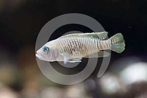 Snail cichlid