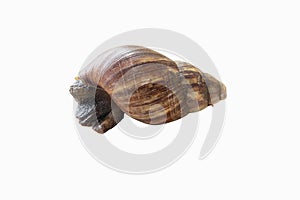 Snail Classified as invertebrates. Brown wild big snail isolated on white background.