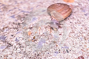 snail is clawing on cement floor.