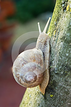 Snail climbing