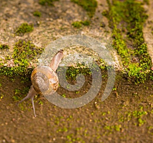 Snail climbing down across the edge of grey brick wall with green moss