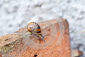 Snail climbing down a brick