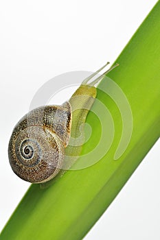 Snail Climbing a Leaf