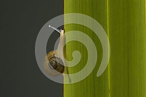 Snail climbing a leaf.