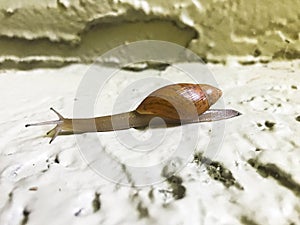 Snail. Climbing slug garden animal