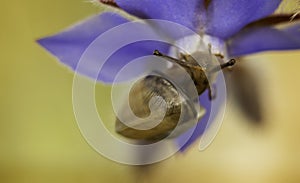 Snail climbing up flower looking photo