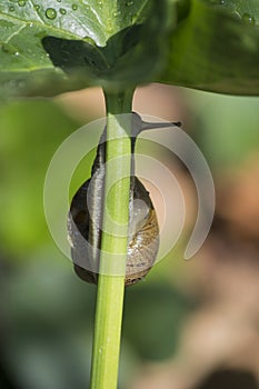 Snail climbing up the stem of a plant