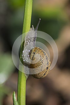 Snail climbing up the stem of a plant