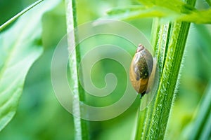 Snail climbs through the green grass. Crawling snail Beautiful living background