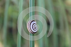 The snail climbs up the  grass.