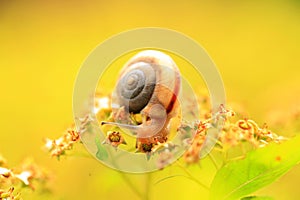 A snail, close-up