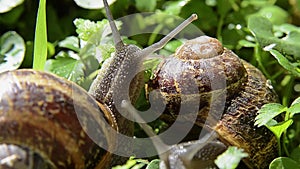 Snail, close up