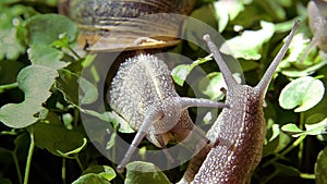 Snail, close up