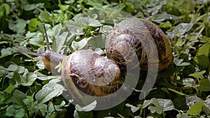 Snail, close up