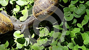 Snail, close up