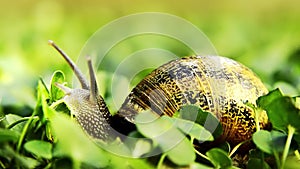 Snail, close up