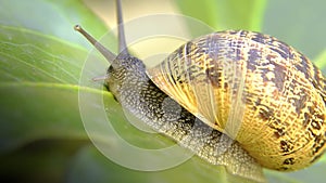 Snail, close up