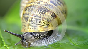 Snail, close up