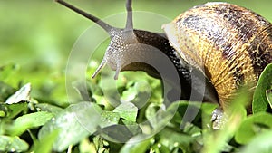 Snail, close up