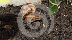 Snail close up