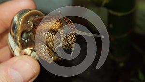 Snail close up