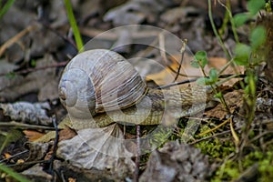 Snail close-up in autumn forest