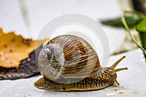 Snail close-up in autumn park