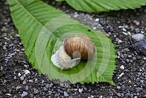 Snail close up. cochlea