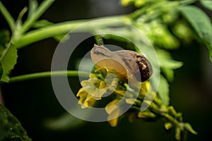 Snail close-up on a flower plant