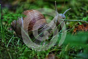 Snail close-up in the forest