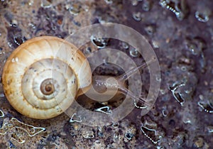 snail close up in the garden