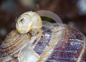 snail close up in the garden