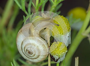 Snail close up in the garden