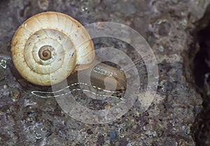 Snail close up in the garden